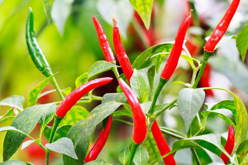 Chili-pipar frá fræi