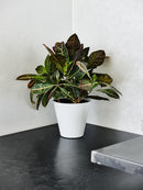 Pottur 30cm.ESTORIL sjálfv.hvítur