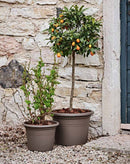 Pottur 50 BASIC grábrúnn