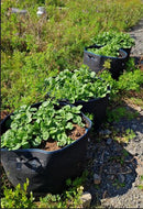 AutoPot 139ltr. DirtPot