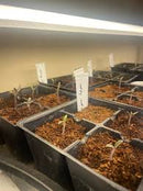 RooT!T Hobby 30w hitamotta