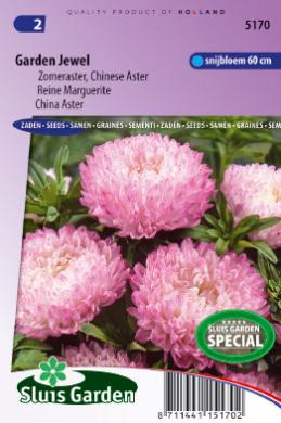 Fjallastjarna (bleik blóm), China Aster-image