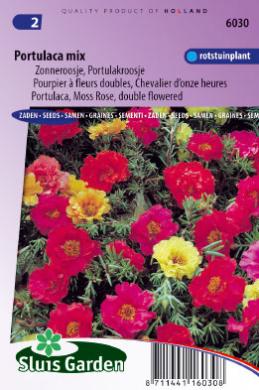 Kampavínsblóm/Portulaca-image