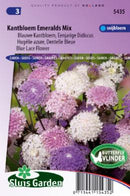 Didiscus- Trachymene caeruleus