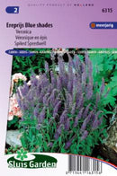Járnurt -Verbena bonariensis