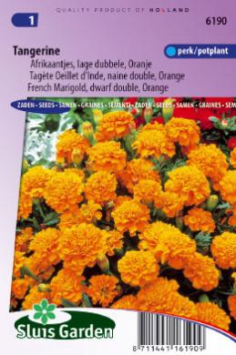 Flauelsblóm - French Marigold-image