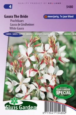 Sumarljós White Gaura-image