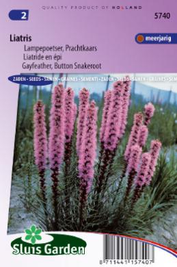 Purpurafífill -Liatris-image